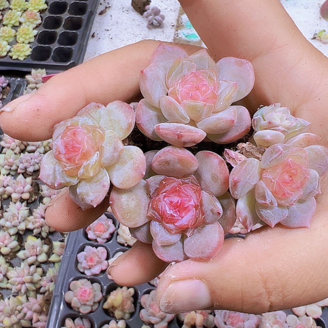 001冰心5个19包邮多肉