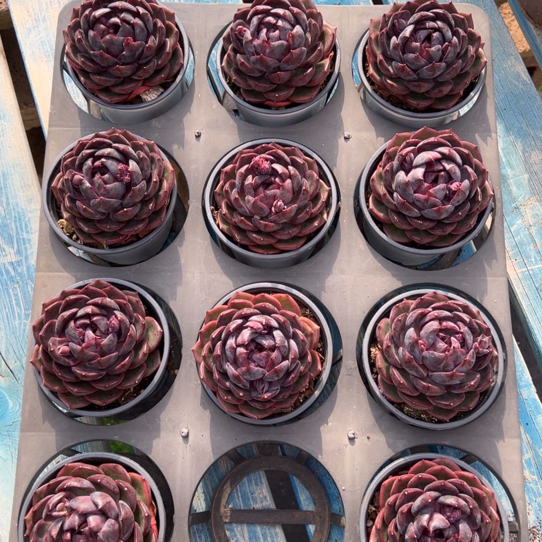 蓝莓单头，图中任意一颗，尺寸7+