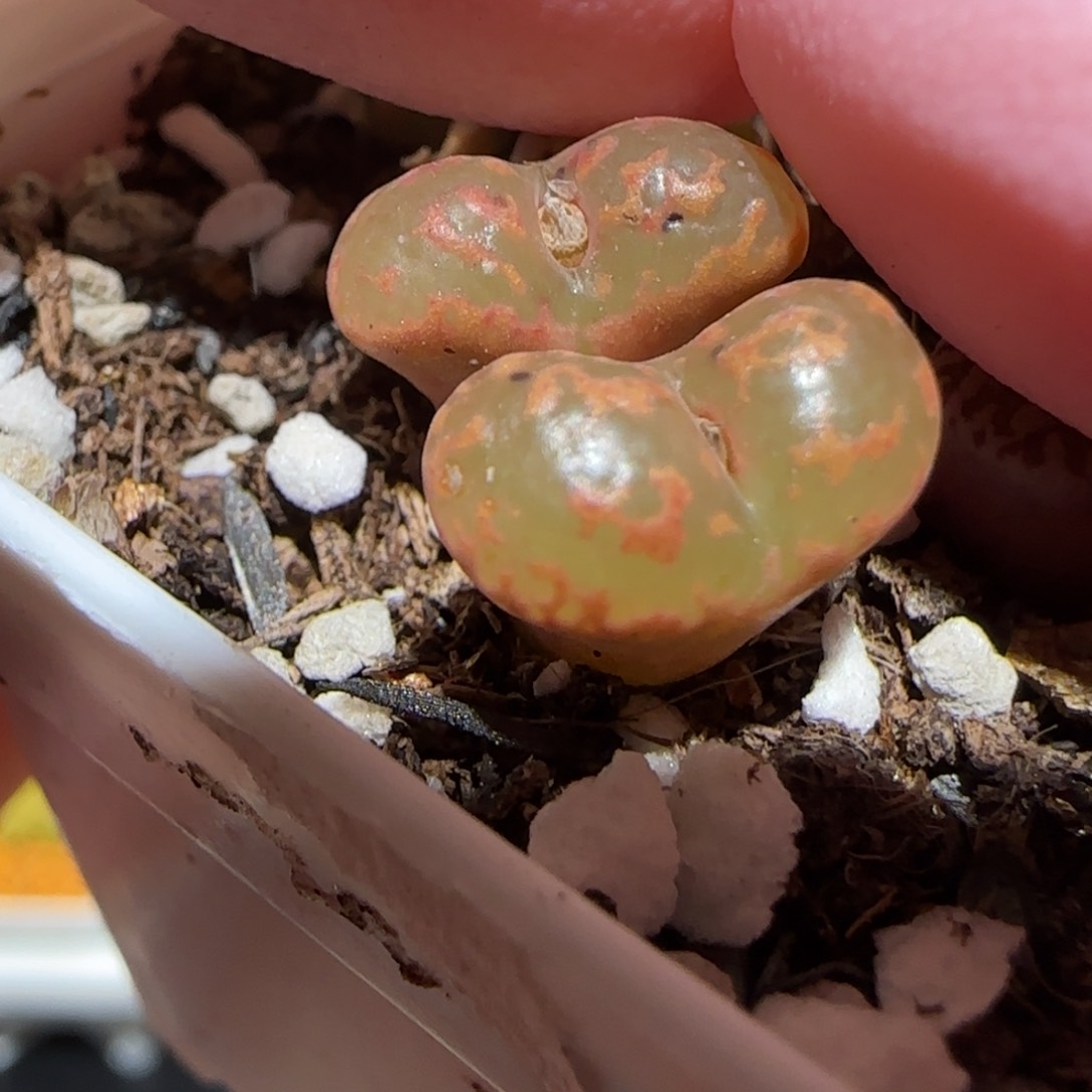 肉锥多肉植物百科-爱心勋章1151