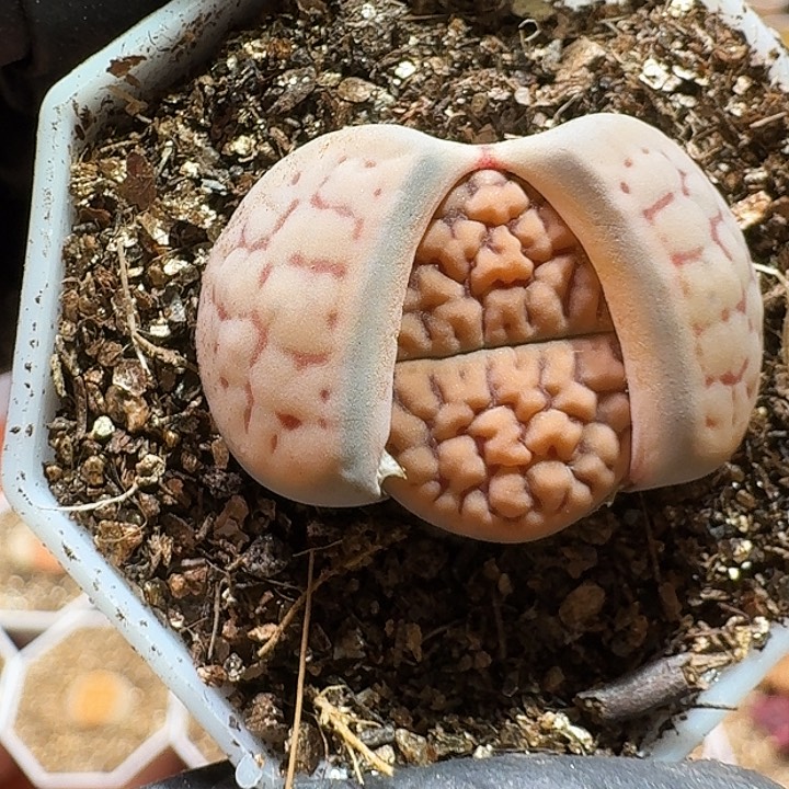 生石花2233//。  29