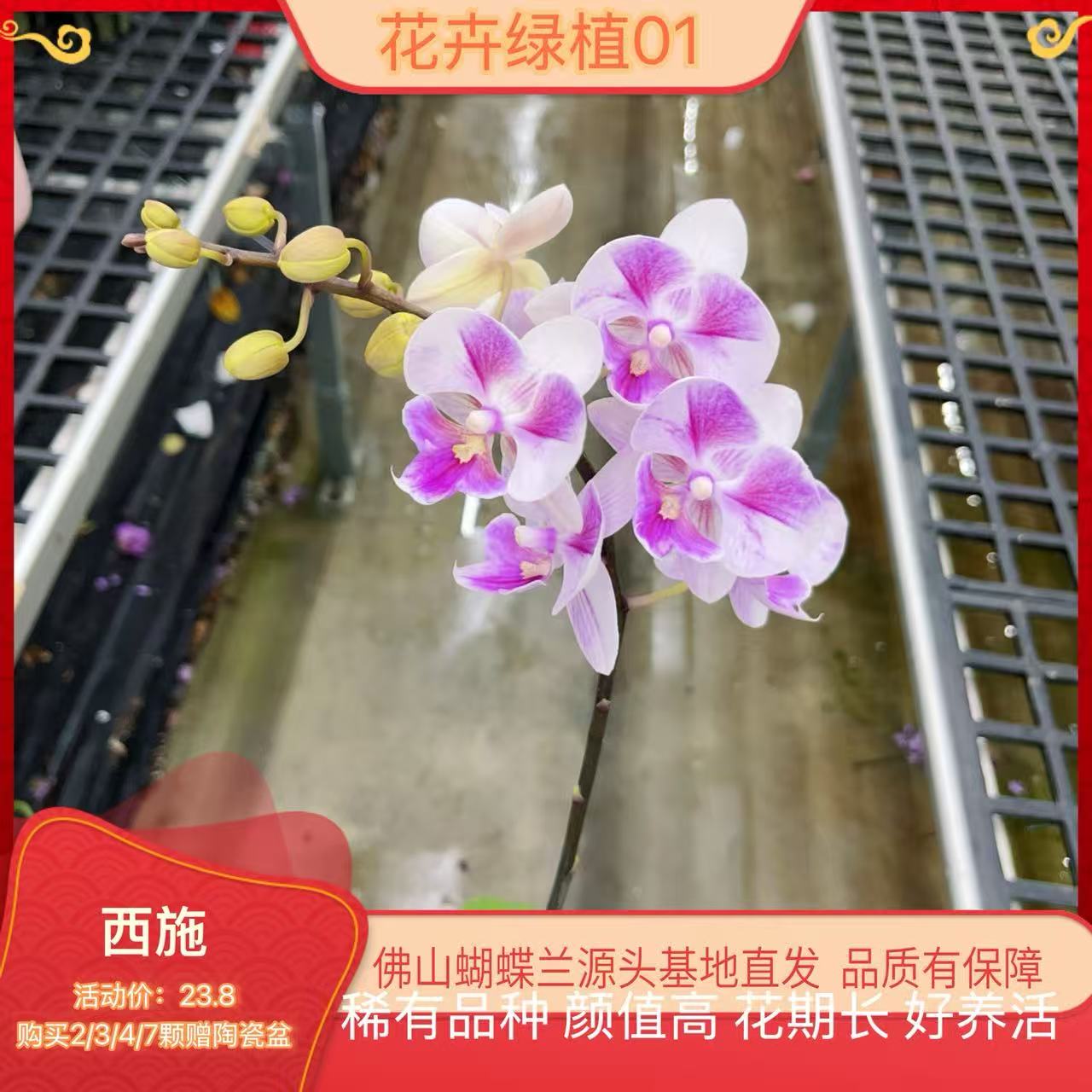 【西施01】高端精品蝴蝶兰室内盆栽
