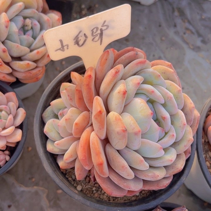 健健康康平平安安