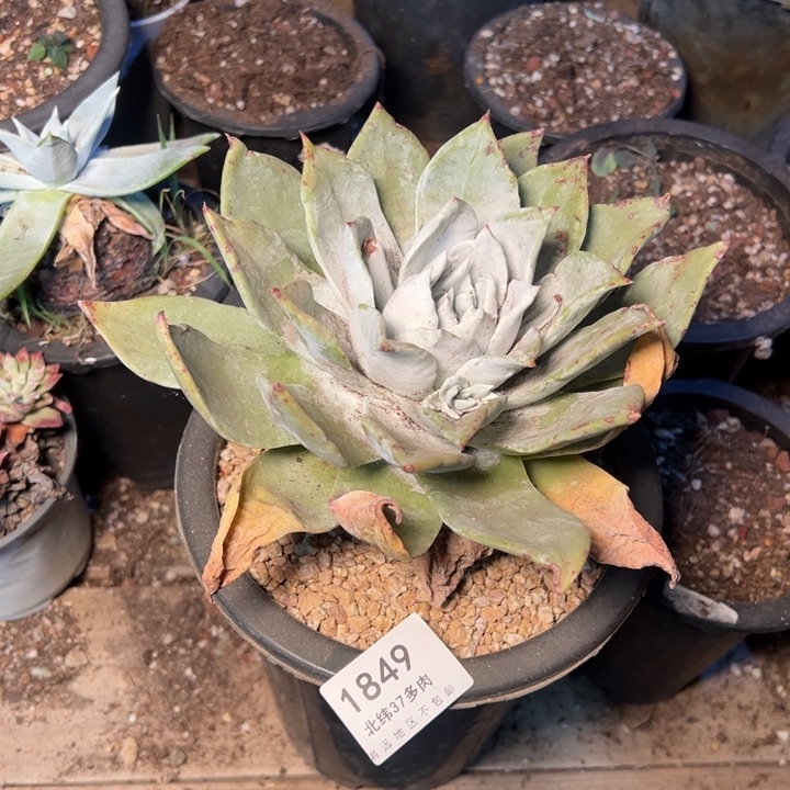 牛*1849哈哈哈哈哈哈哈