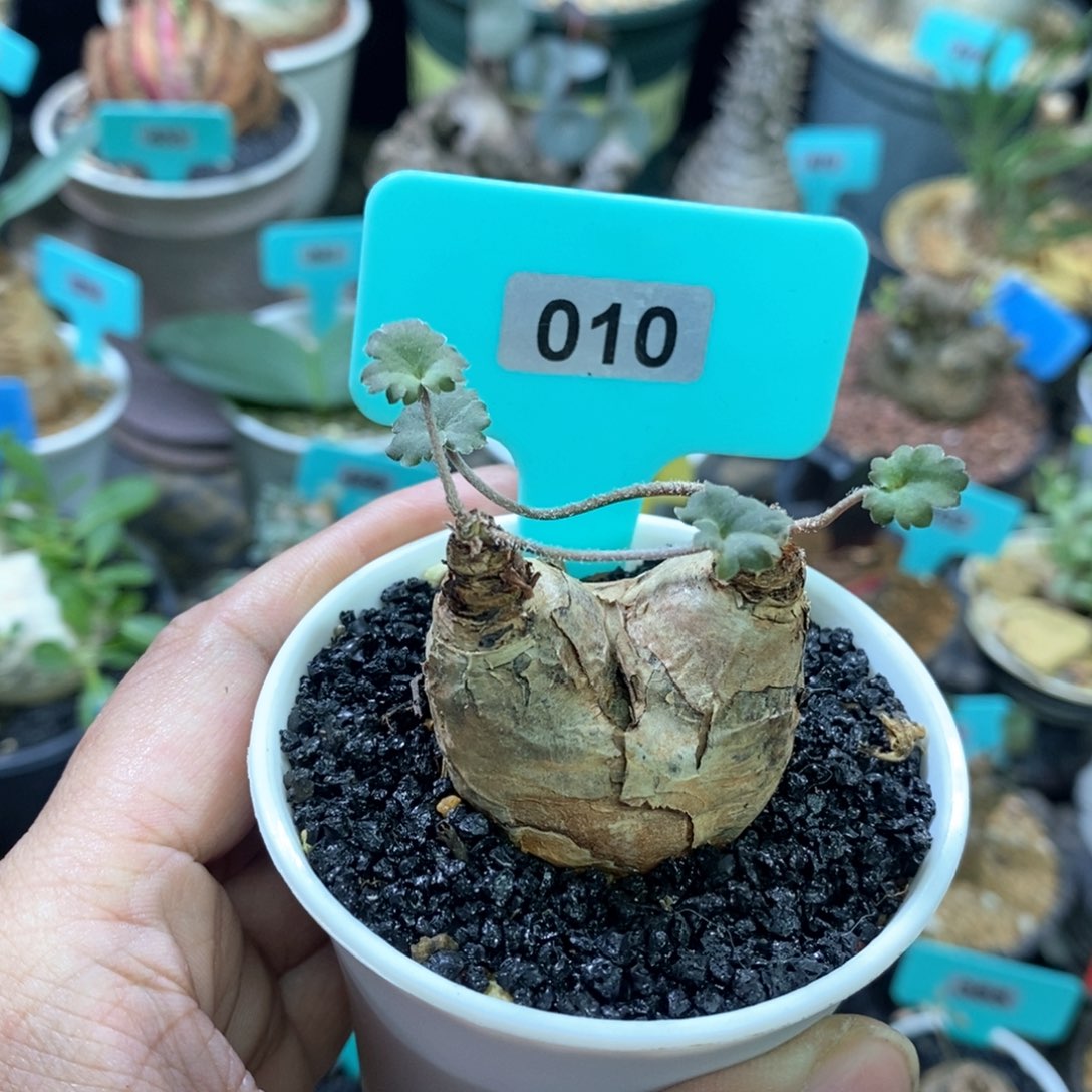 肾叶杨奎多肉植物