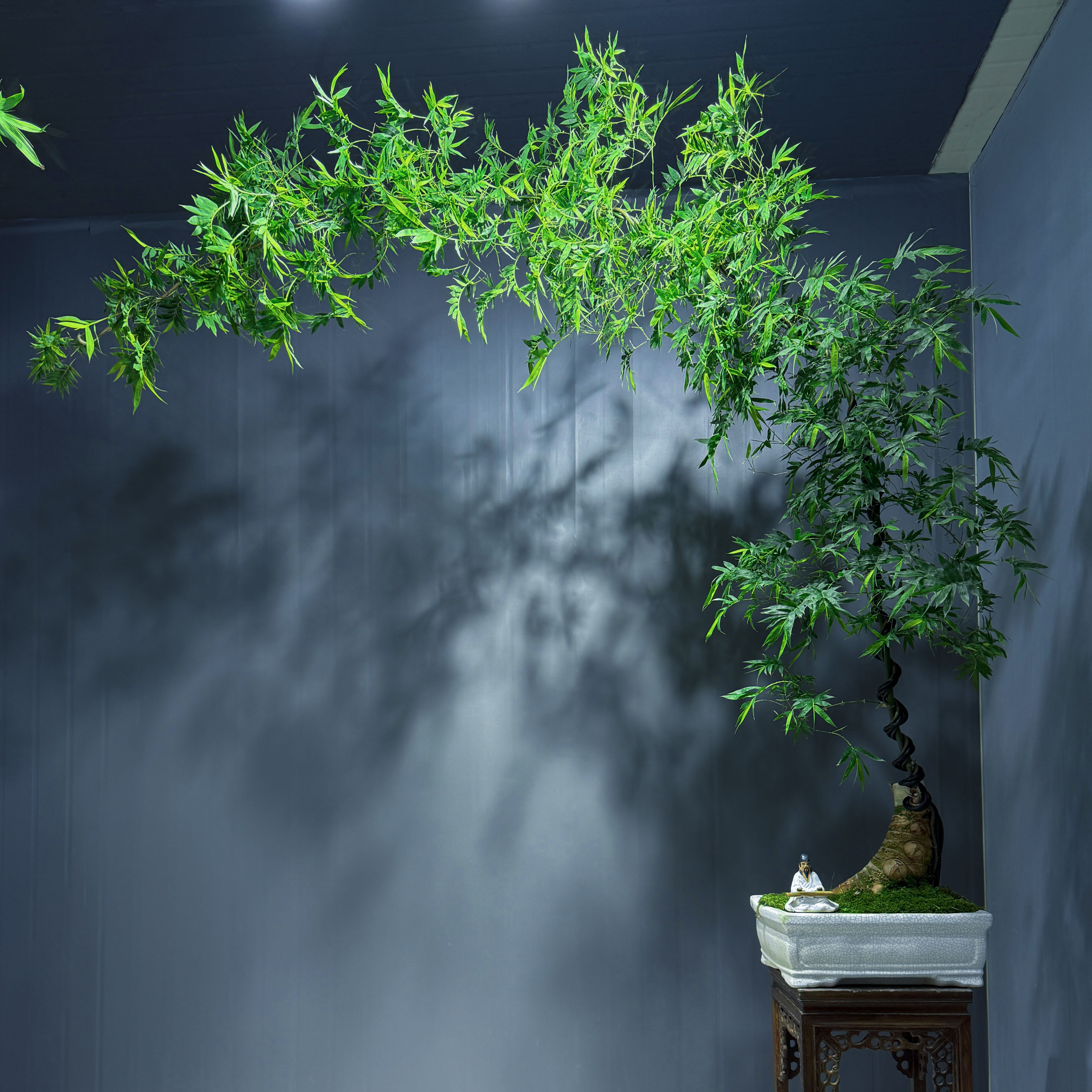 一款将东方竹美学发挥到淋漓尽致的小叶簕竹高端盆景，提升意境感。