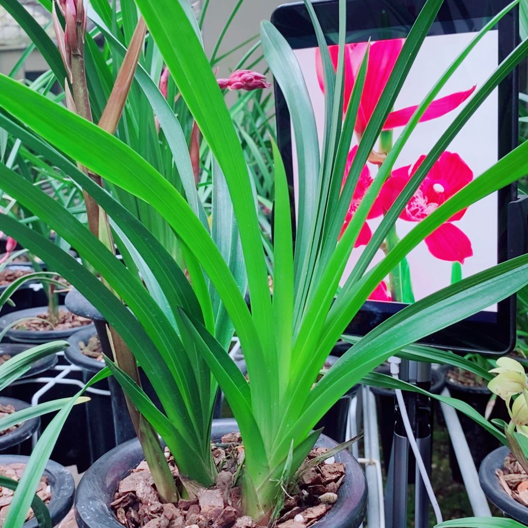 大部分花苞少量开放