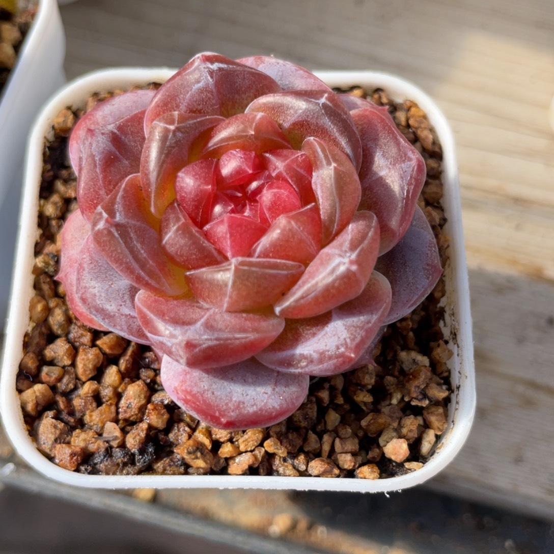 优选琥珀珍妮多肉1238