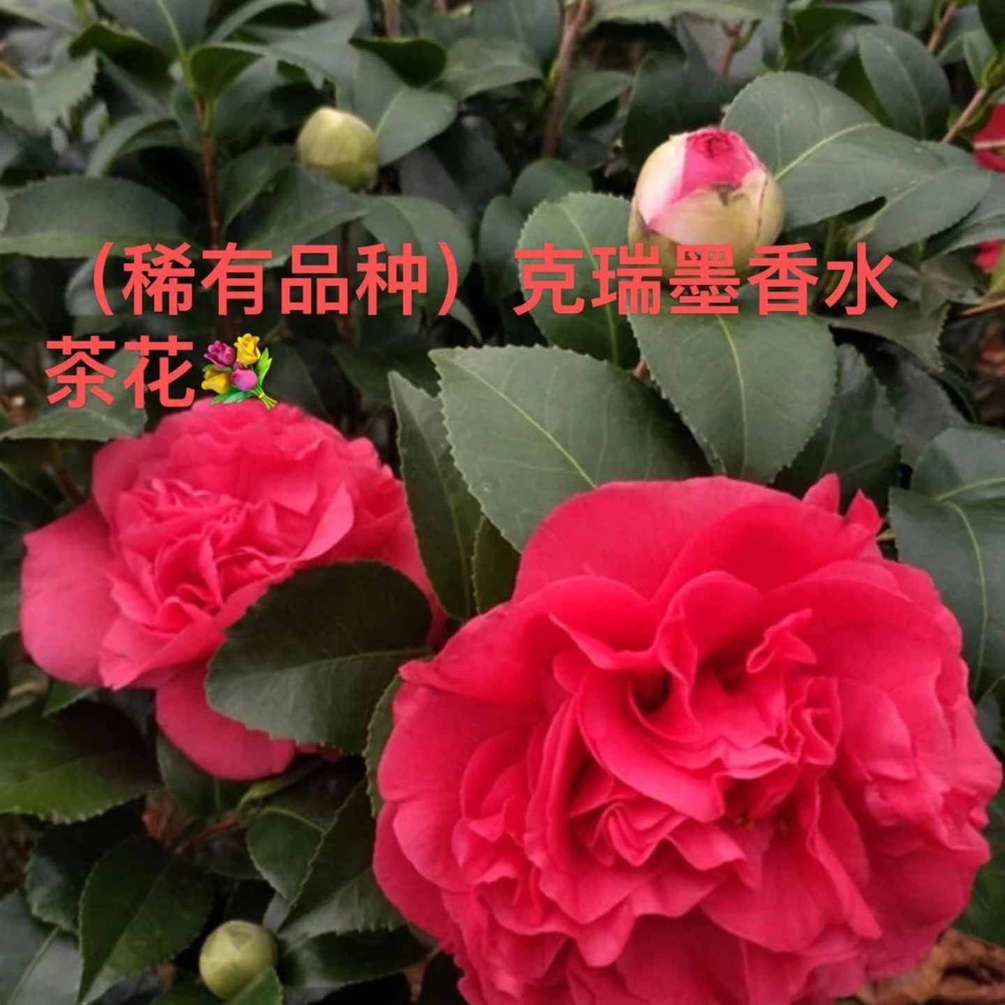 克瑞墨大牡丹茶花带花苞发货耐寒好养适合室内外庭院阳台盆栽花卉