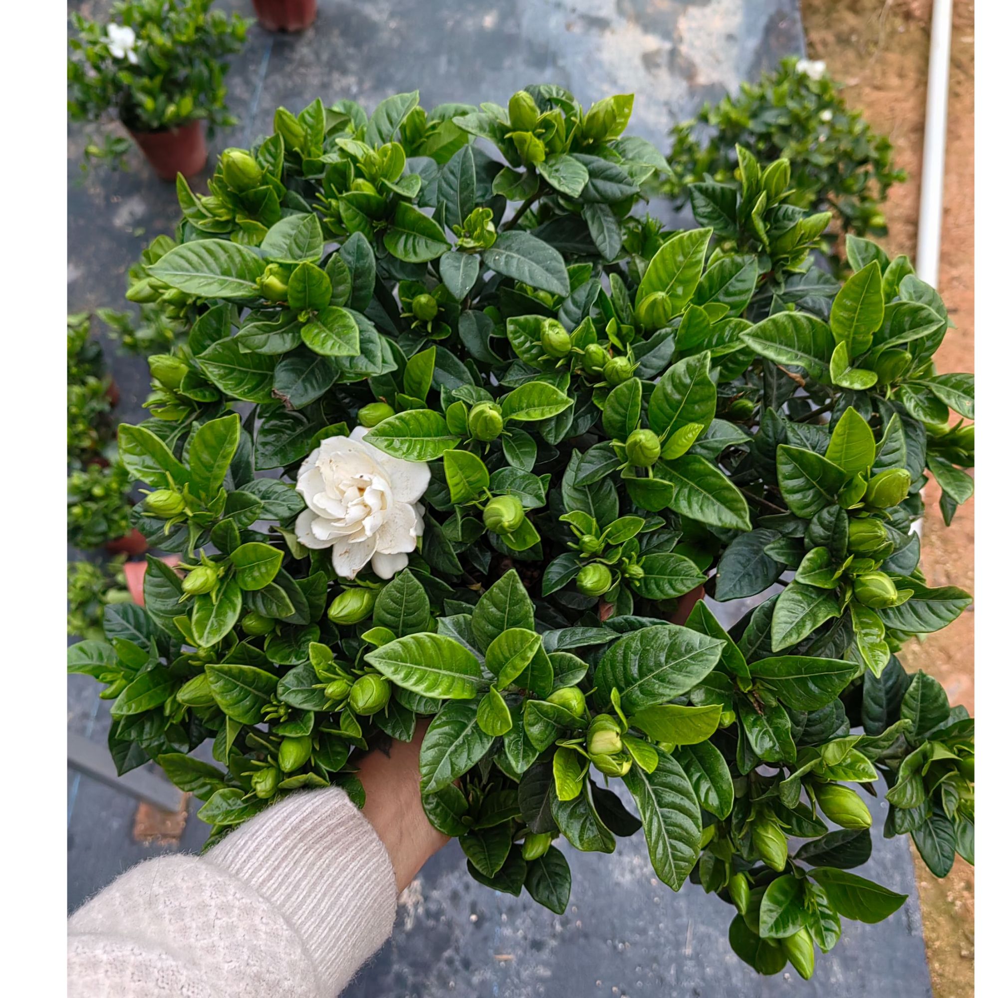 （悦悦专属）小叶丛生栀子花（230）浓香型栀子花