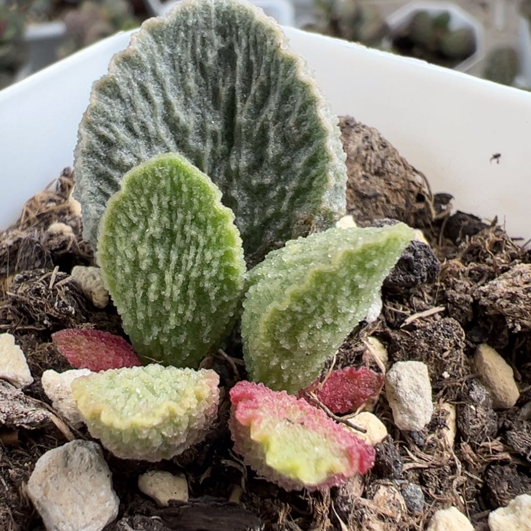 冰感拉丝纹实生新品大苗