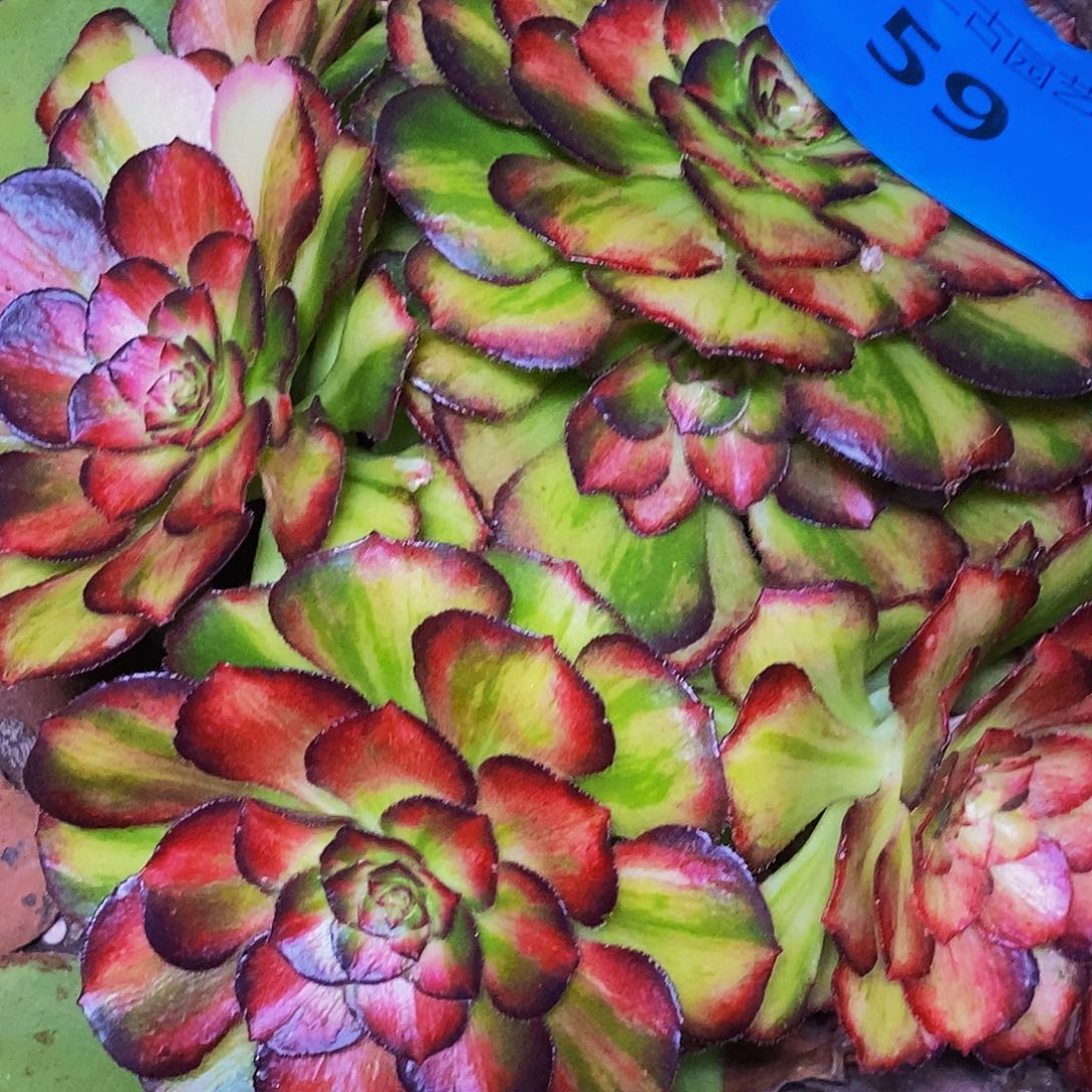 醉***店上古园艺多肉法师59