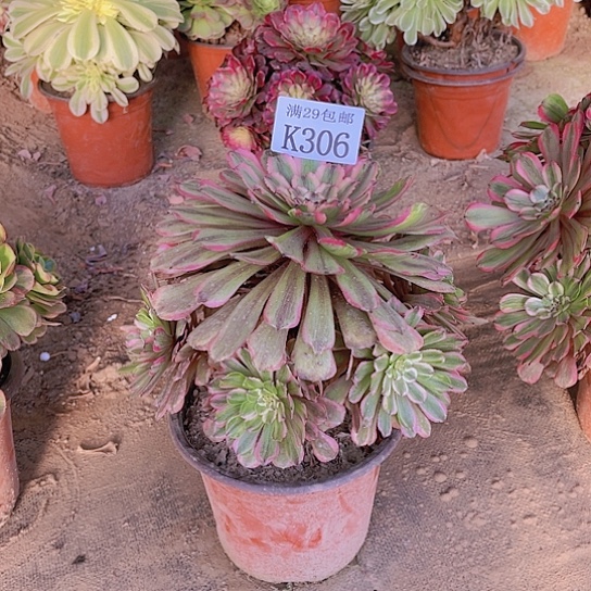 306粉黛多肉植物