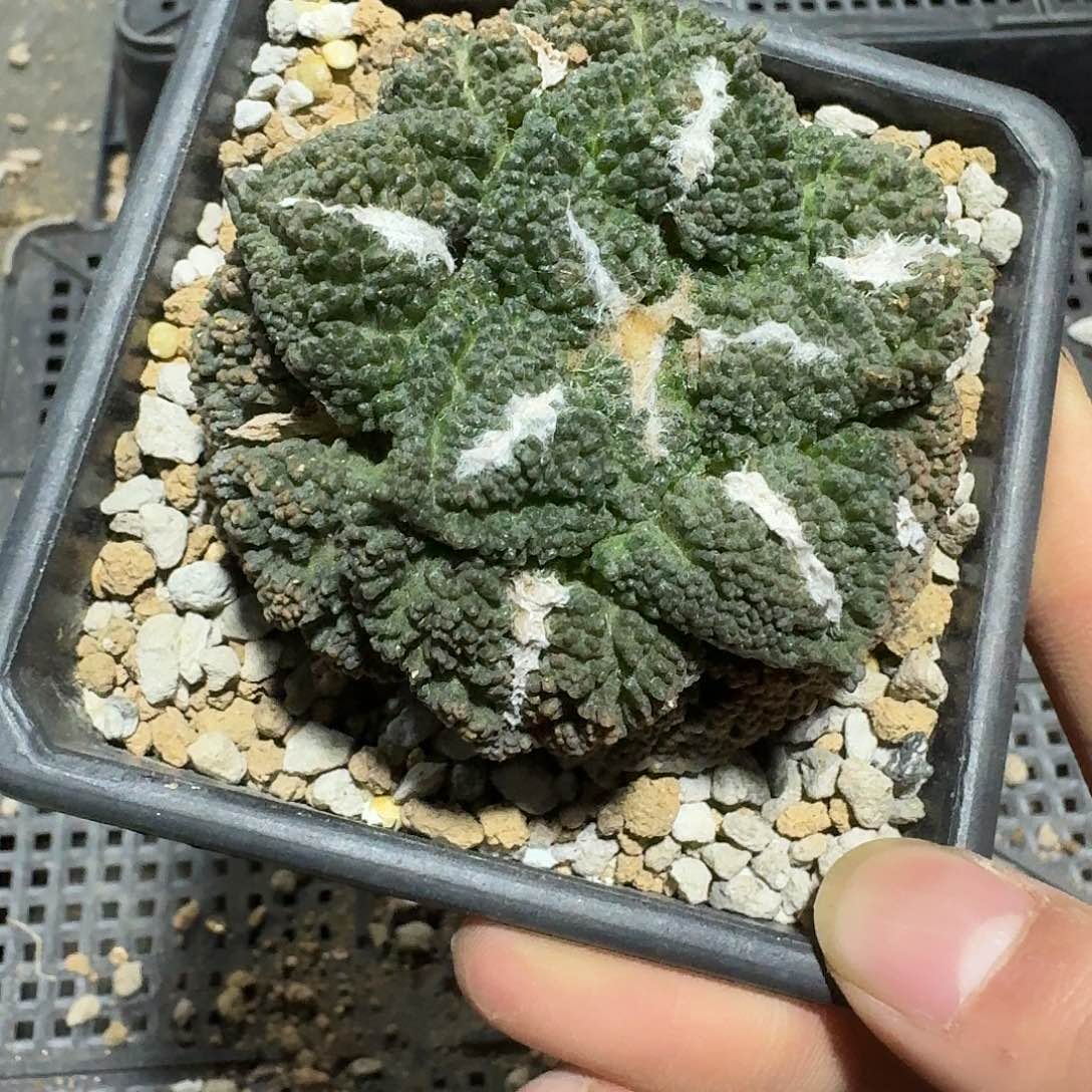 683号下播福利带盆土