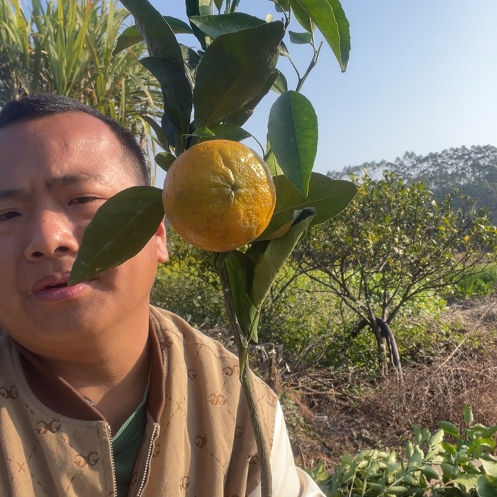 带果沃杆树苗苗下单吧