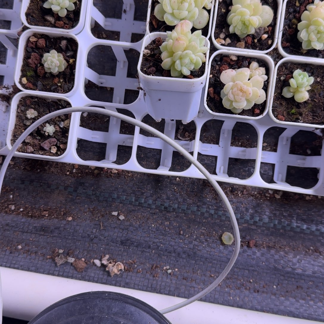 *****4头C13 盆白灯下一个满25包邮