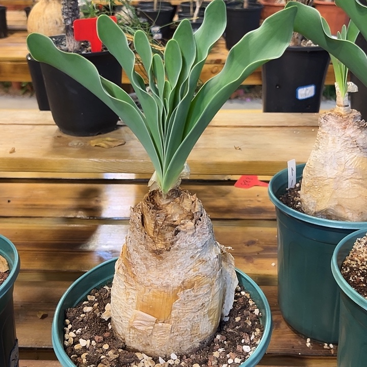 汤圆植物巨凤之卵