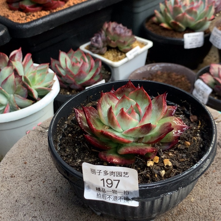 197惊鸿外翻拉丝。尺寸10。多肉植物