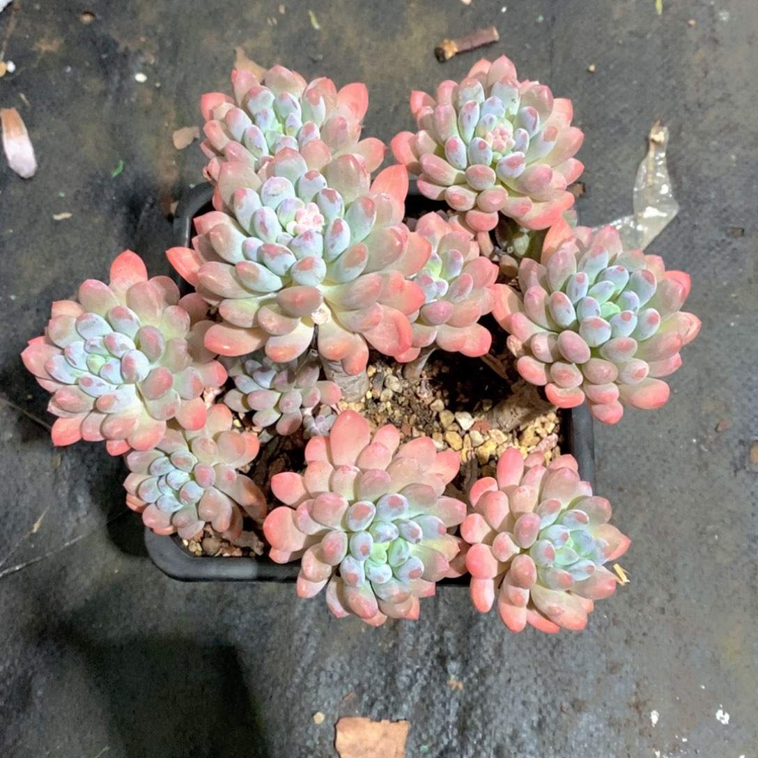 雅***琳灯养人多肉植物老群