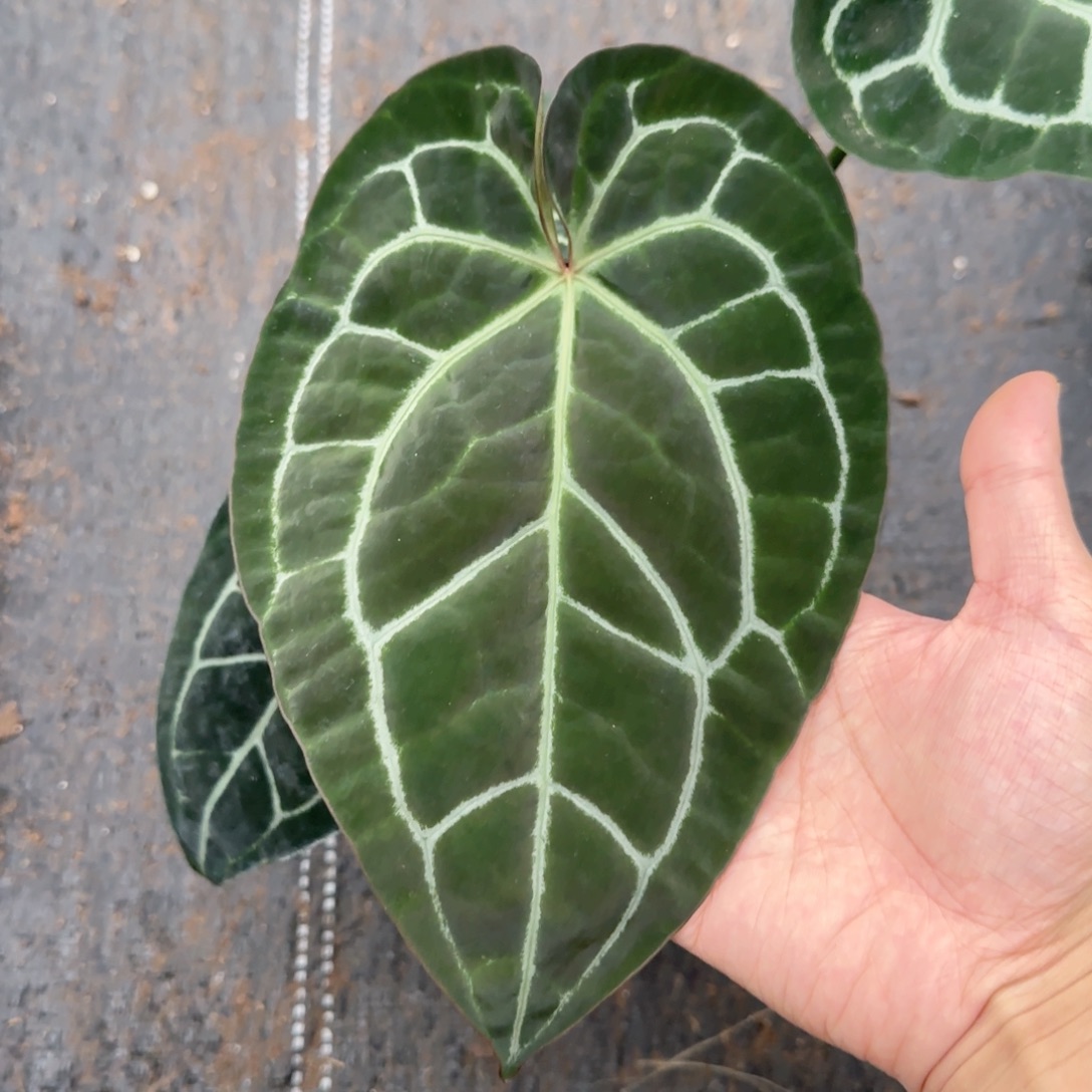 完全开放红水晶杂黑水晶