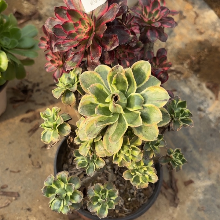 2颗多肉处理不包断头2127