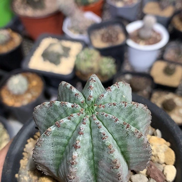 实生白肌魁伟玉仙人球