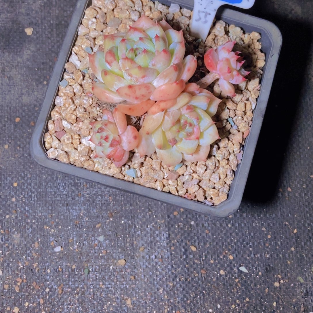 桃***桃0253白辣汤小群一