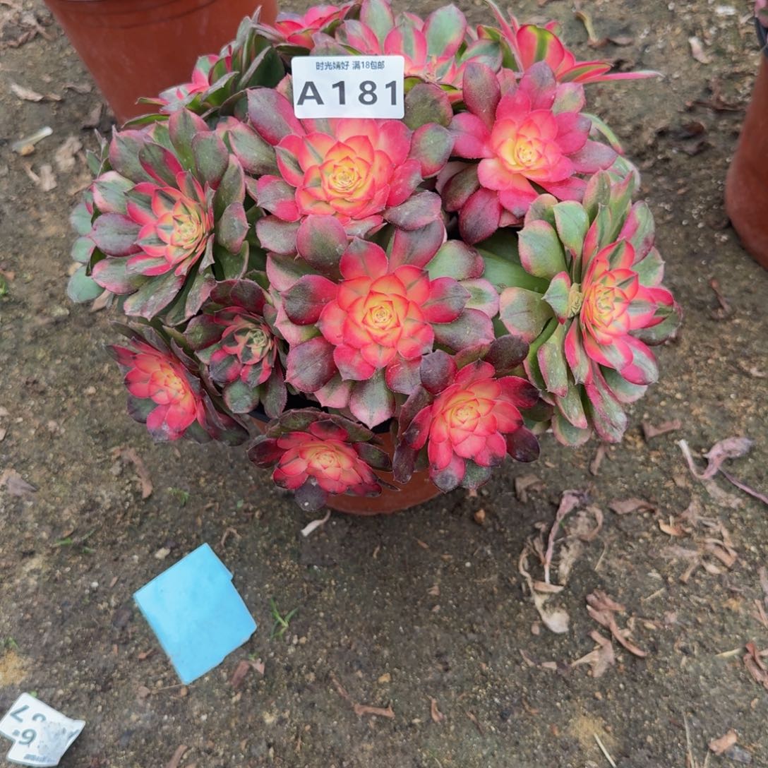 181荔枝。多肉植物