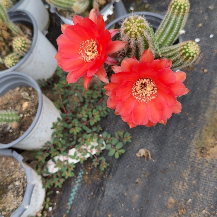 大花白檀仙人掌29随机