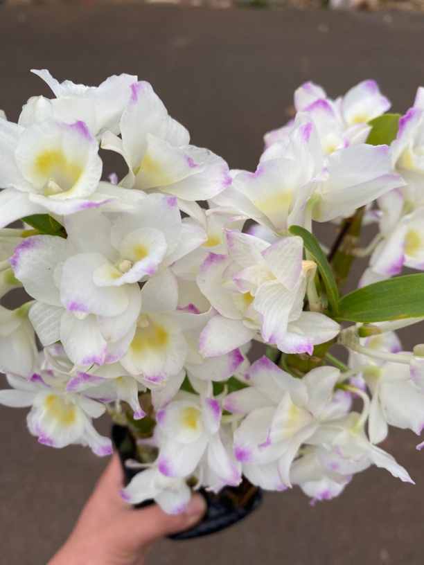 樱花春石斛盆栽室内阳台客厅带香味石斛花好养多年生餐桌石斛兰