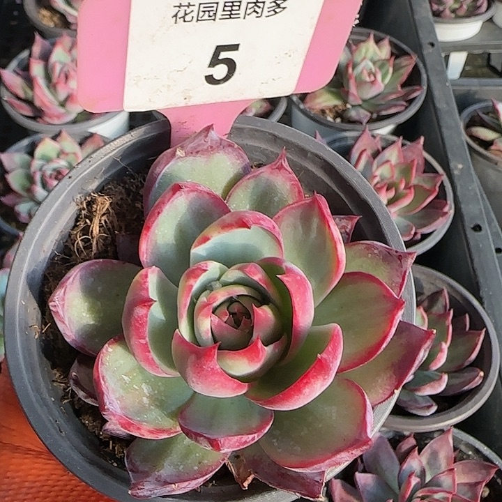 5 惊鸿仙子多肉植物6-9cm
