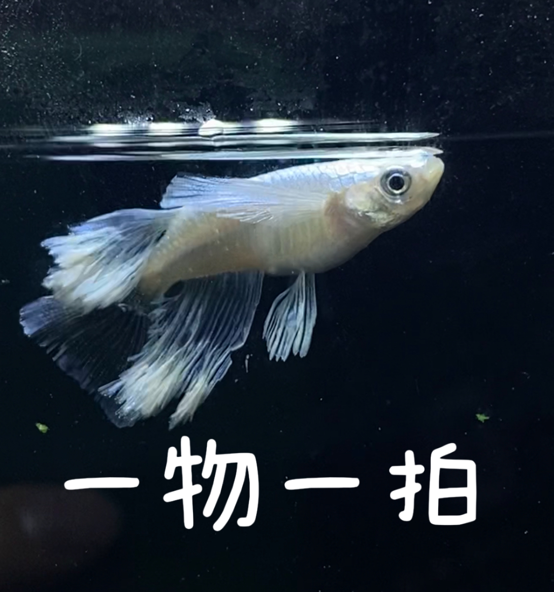 观背青鳉一物一拍