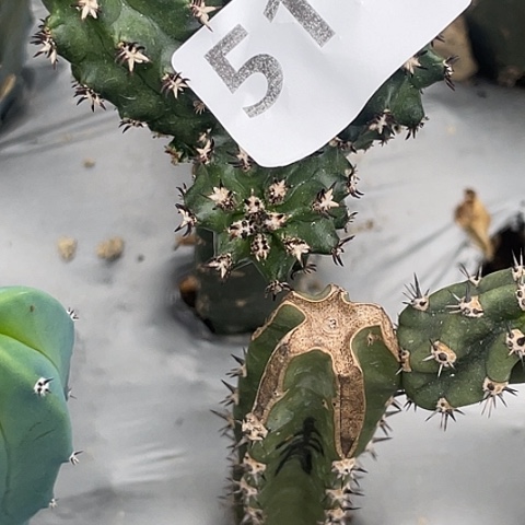 雪***窗511号袖蒲苗接短豪刺青花虾群