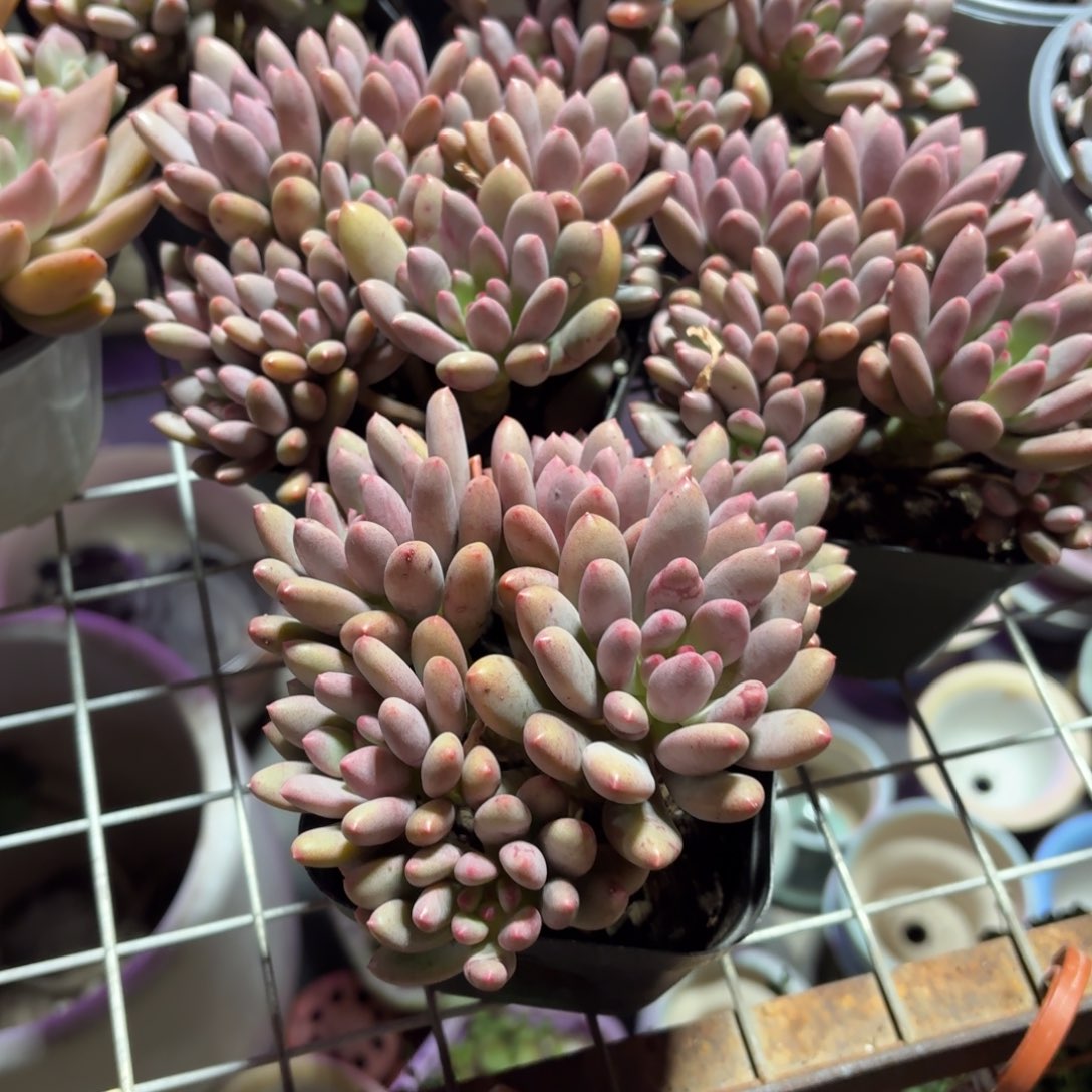 宝石奶酪多肉10㎝盆