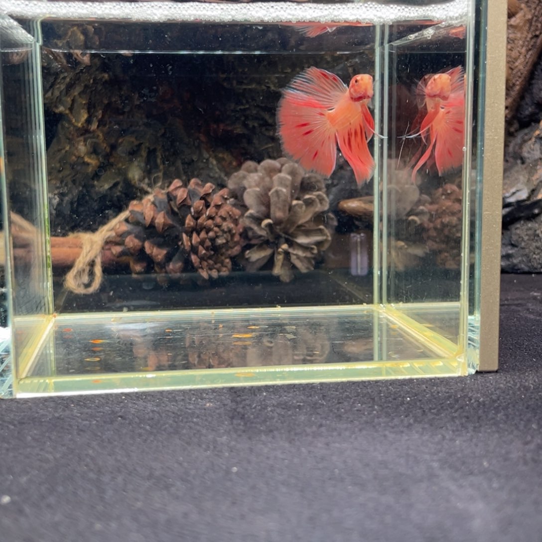 斗鱼十二月十九日竞价