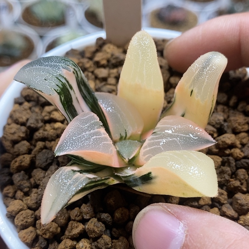 【闪购商品】105大型克