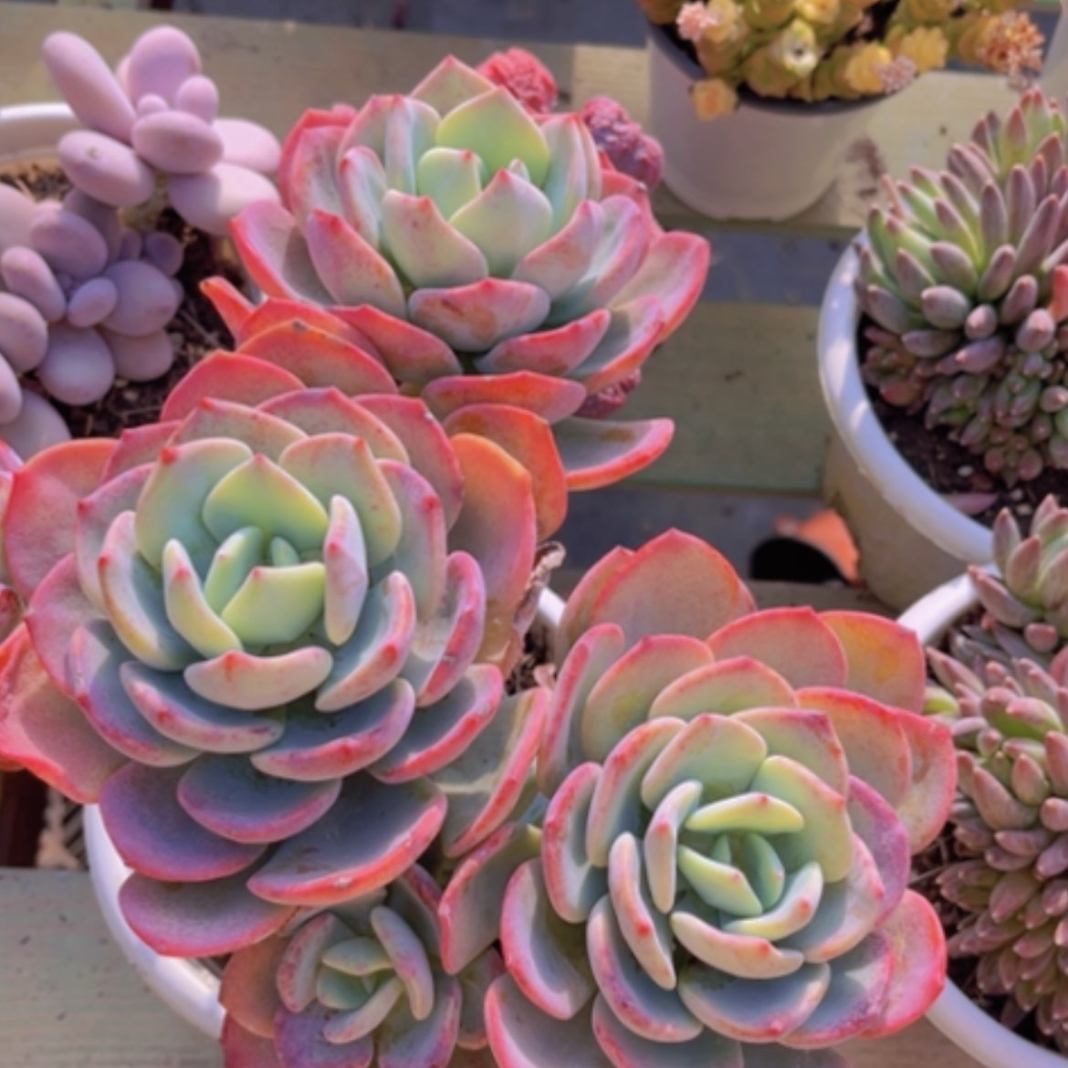 【闪购商品】白月光1393