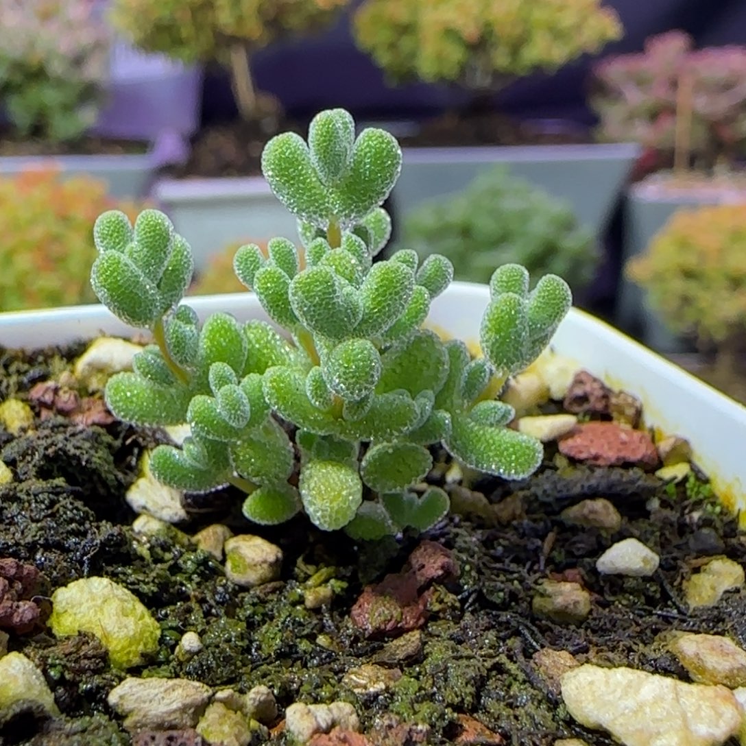 dy1019（来钱）莱斯杂虾钳