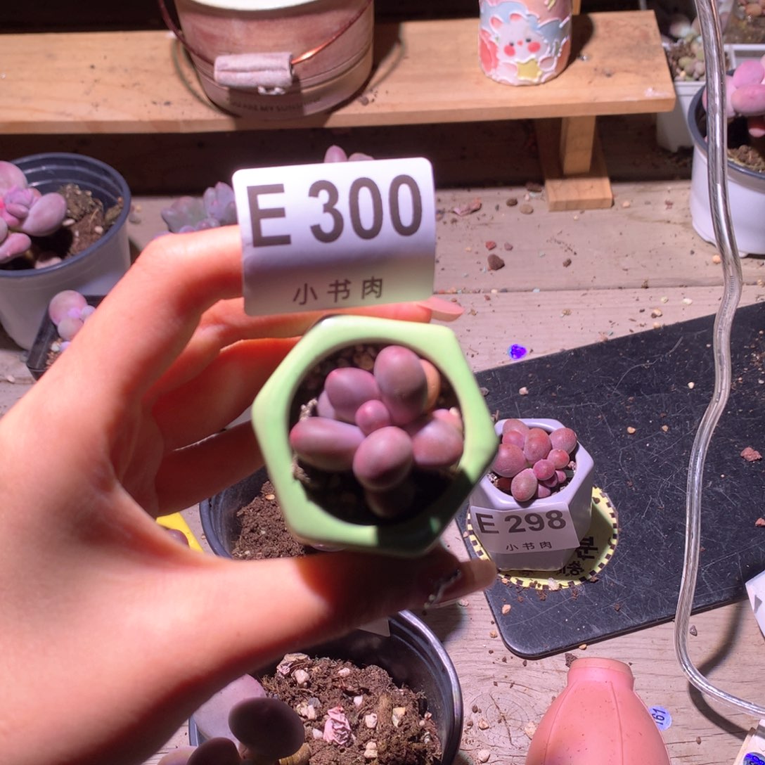 糖果糖果300哈哈哈哈多肉