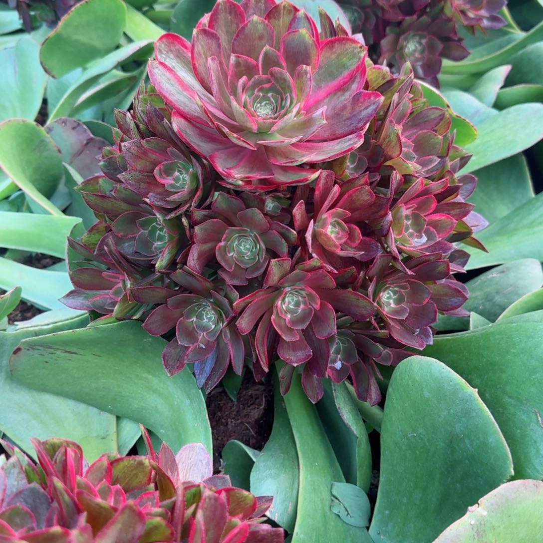 克拉恋人手捧花实拍