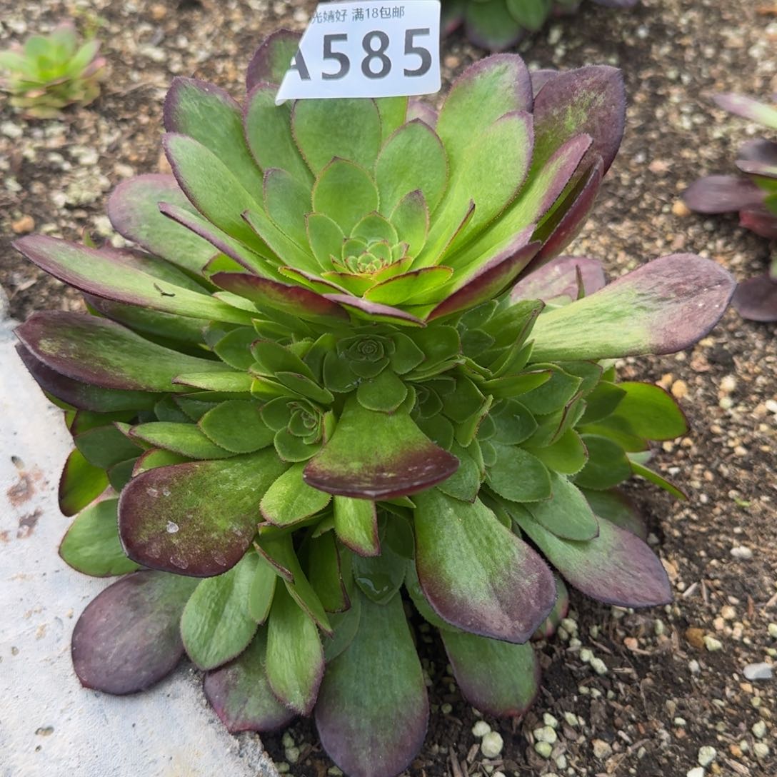 585雨荷多肉植物