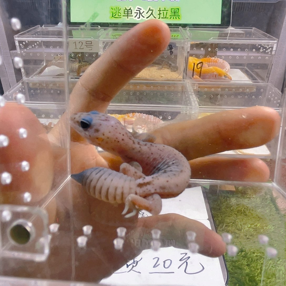 豹纹守宫豹纹守宫苗子成体亚成