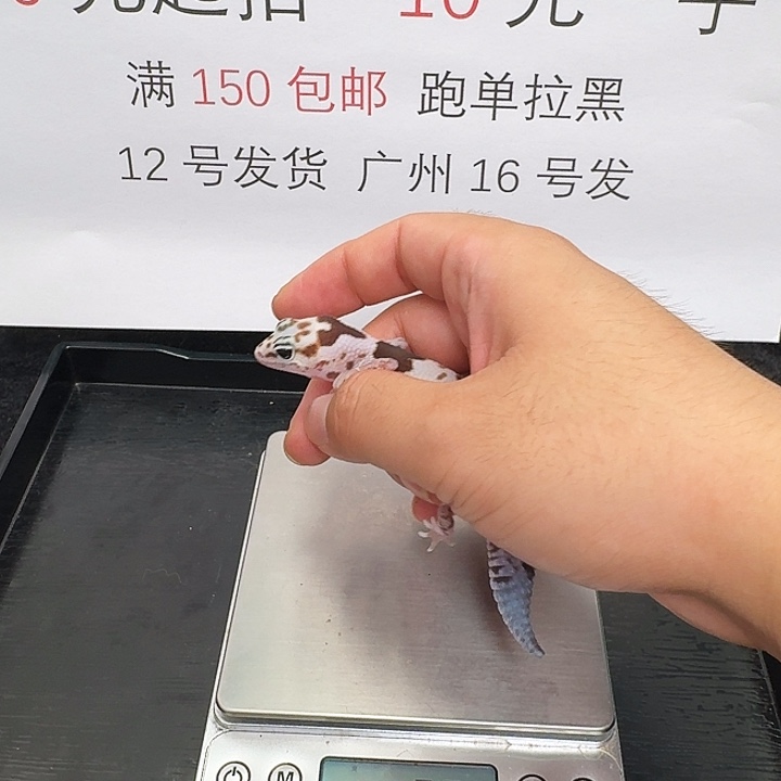 肥尾守宫奶祖h奥利奥搞起来！妹妹