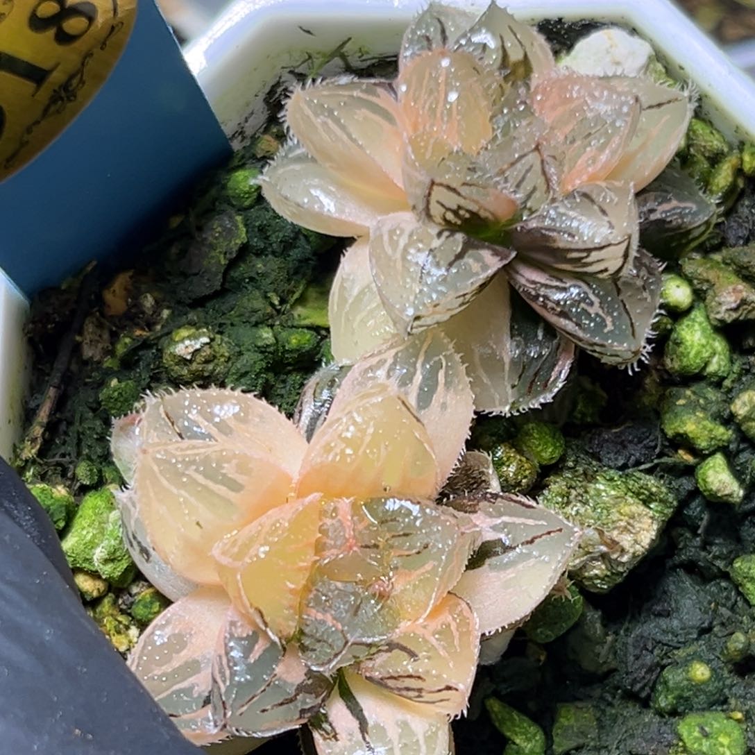 恭喜发财大吉大利918