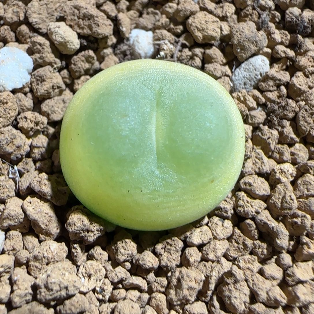 肉锥多肉植物组合-sh1200拉登208