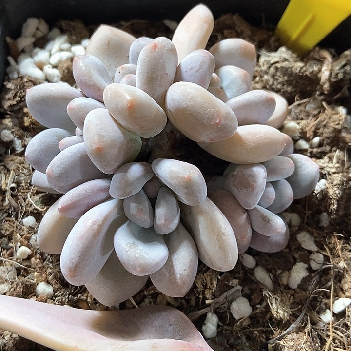 多肉植物香水948