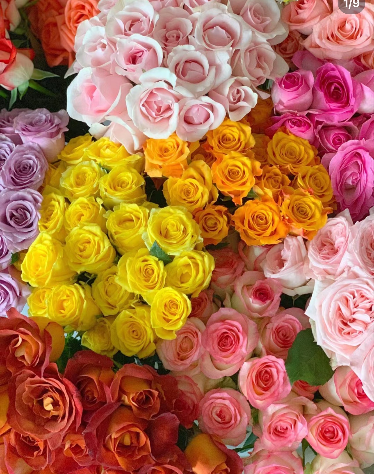 【组合】玫瑰新鲜点缀花儿养护云南鲜花家庭插花