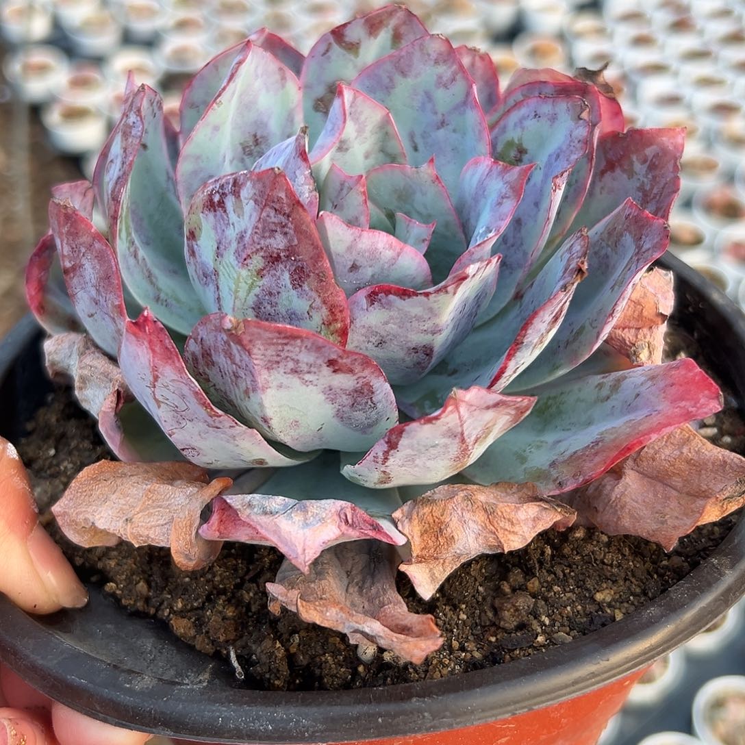 多肉植物多肉植物