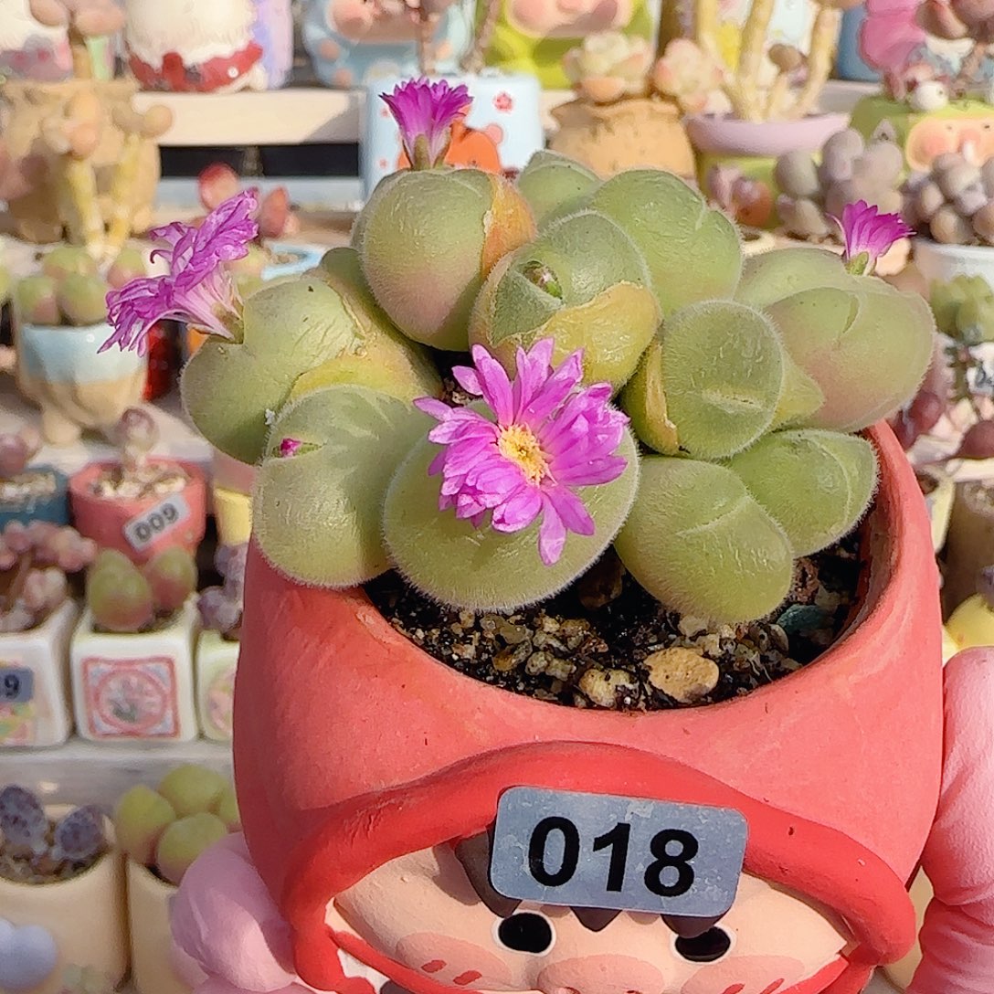 老桩毛翠 盆口6cm