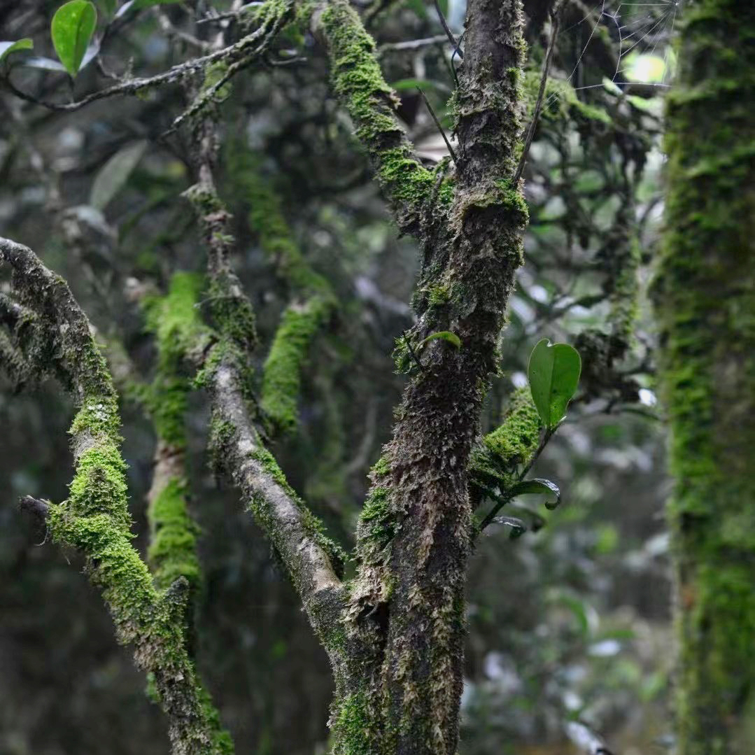 「宝藏库」古树｜单株大合集 ｜凤凰单枞（品鉴装不退不换)
