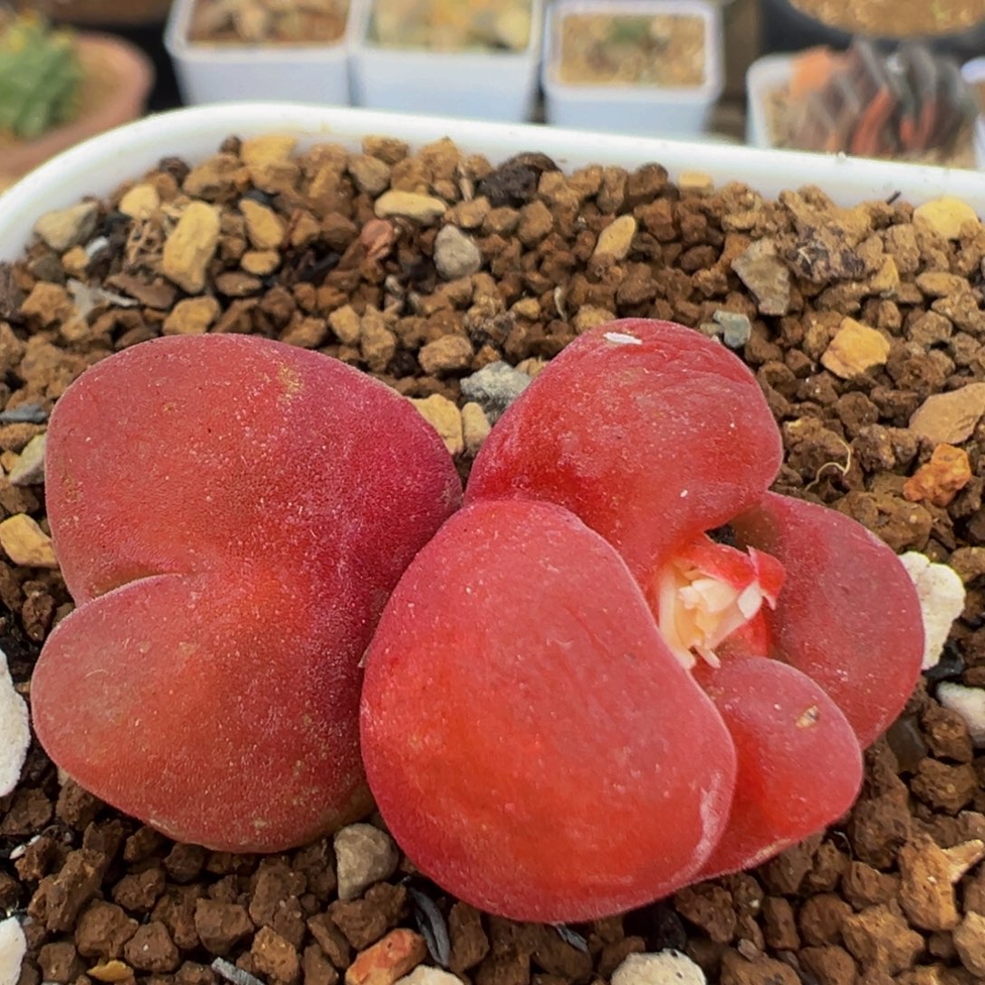 不***话92多肉植物百科植物